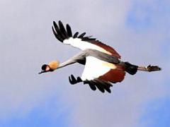 101PARC AUX OISEAUX DANS L AIN 2016 3_000024